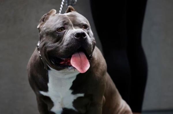 英国将在年底前禁止美国XL型霸凌犬