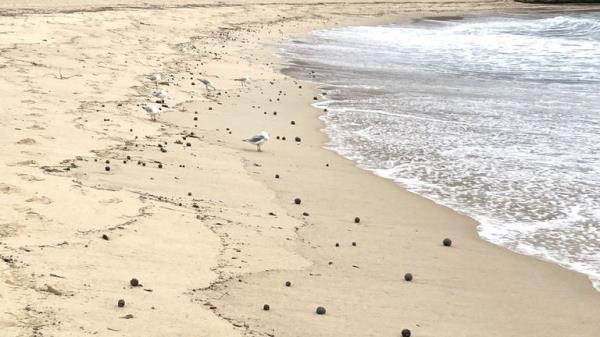 Thousands of tar balls washed up on a number of beaches in Sydney