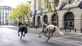 British Army reveals condition of injured horses after London rampage